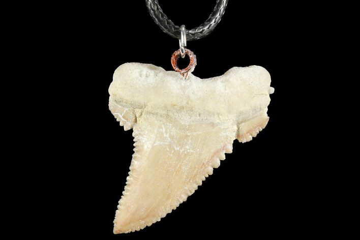 Fossil Shark (Palaeocarcharodon) Tooth Necklace -Morocco #110236